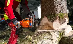abattage-d-arbres-37